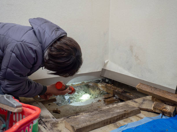 Best Dehumidification Services  in Ash Grove, MO