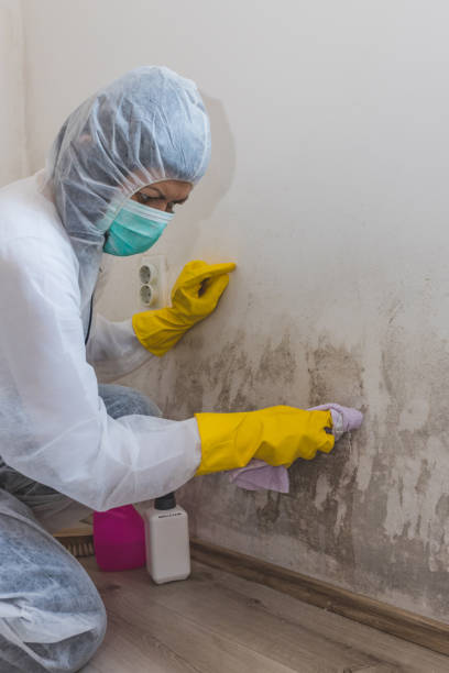 Best Post-Remediation Verification Testing  in Ash Grove, MO