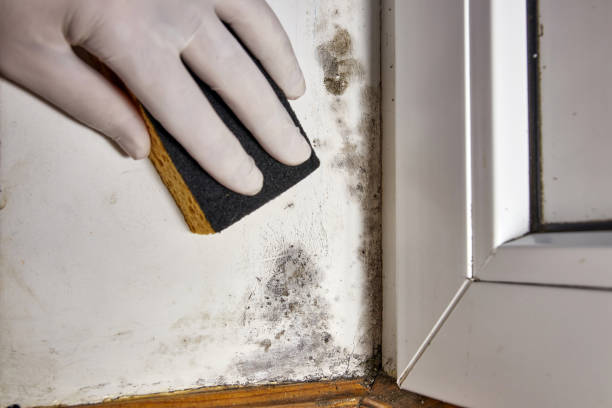Best Post-Construction Mold Inspection  in Ash Grove, MO