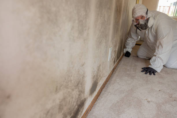 Best Post-Remediation Verification Testing  in Ash Grove, MO